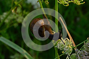 Early summer morning snail in on the green grass stems