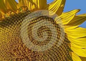 Early Summer Sunlight on a Maturing Sunflower 2