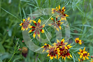 ??????? Early Summer Two Color Golden Rooster Chrysanthemum