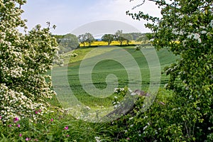 Early summer view of rolling English countryside