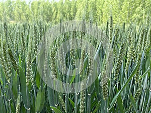 In early summer, the wheat is heading and maturing