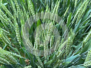 In early summer, the wheat is heading and maturing