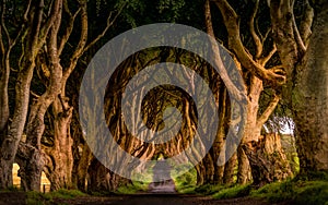 Early sunlight at The Dark Hedges, County Antrim, Northern Ireland