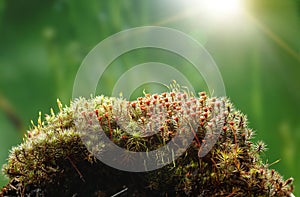 Early sunlight on mossy hillock