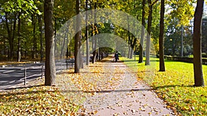 Early sunny golden autumn morning. Path in park. Fallen yellow orange leaves on earth. Fall Scene. Ecology. Season. City street.