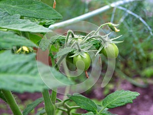 Early tomatoes