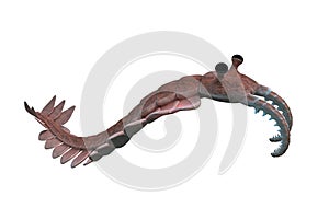 Anomalocaris, creature of the Cambrian period, isolated on white background photo