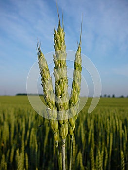 Early wheat crop