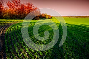 Early wheat field early spring