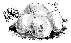 Early White Naples Onions vintage illustration