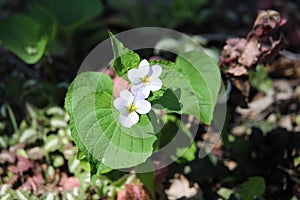 Early white western Canada Violet