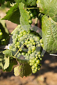 Early white wine grapes