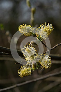 Early willow blossoms in spring