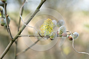 Early willow blossoms in spring