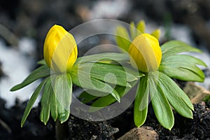 Early winter aconites