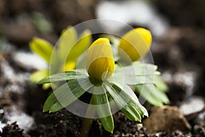 Early winter aconites