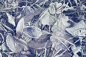 Early winter background of frosty leaves on grass