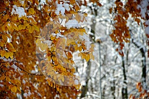 Early winter covered yellow leaves of trees in the forest with snow