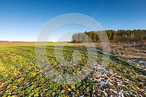 Early winter field landscape