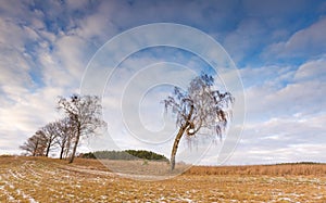 Early winter field landscape