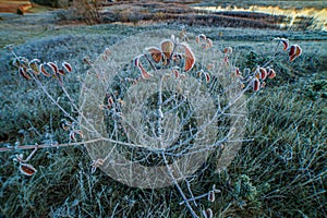 Early winter, first frost