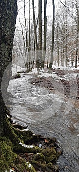 Early Winter in the Forestpark