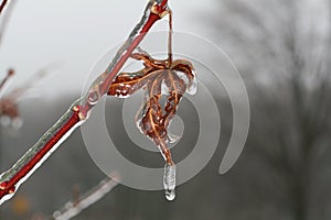 Early winter freeze on leaf photo