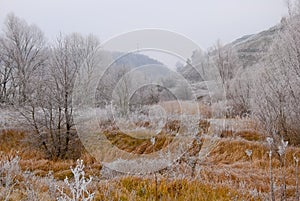 Early winter landscape with frosted plants and trees on a hills