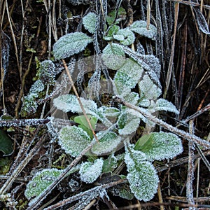 Frozen plant covered with ice dew