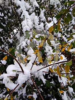 early winter in November, the bushes are covered with leaves and snow