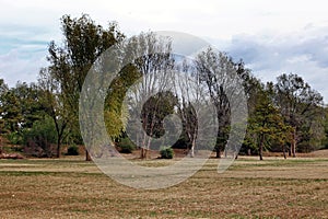 Woods and lawns in early winter. photo