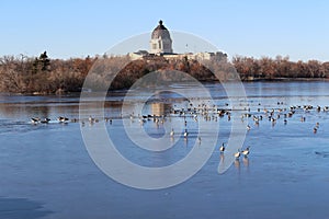 Early winter thin ice geese Saskatchewan Legislature building
