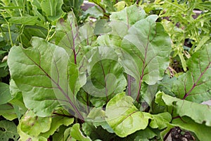 Early wonder beets in the garden