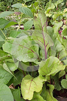 Early wonder beets and wax beans in the garden