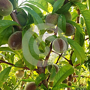 Early yound peaches growing on a tree