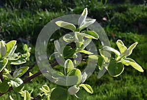 Spring leaves in a sunny day