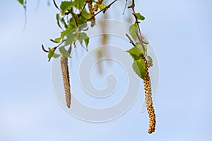 Earrings of birch on a background of the sky closeup