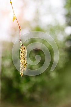 Earrings on a birch close-up. Birch seeds on a branch on a green background. Betula pendula, silver birch, warty, European White