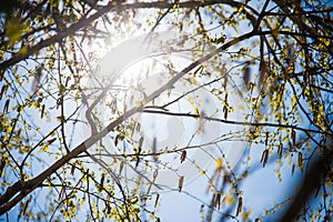 Earrings of birch inflorescence