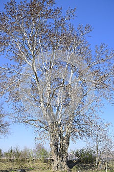 Earrings flowering silver poplar. Flowering poplar