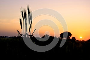 Earrings in wheat plants are shining with the rays of the sun, an amazing view of the sunset in the fields