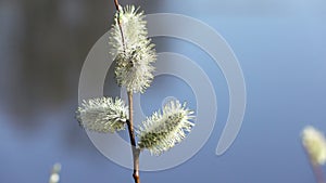 Earrings on Yves acutifoliate, Krasnotal, the Red willow, Shelyuga a close up in sunny day