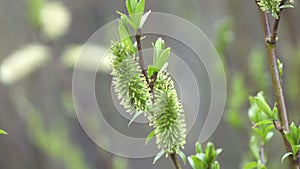 Earrings on Yves acutifoliate, Krasnotal, the Red willow, Shelyuga a close up in sunny day