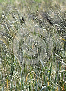 Ears of an ancient wheat grown exclusively in Italy called SENATORE CAPPELLI