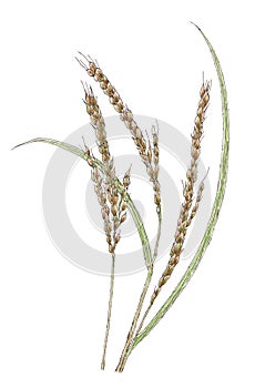 Ears of Asian rice Oryza sativa botanical drawing photo