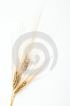 Ears of barley