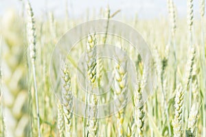 Ears of barley on farm field lit with sunlight, a close-up