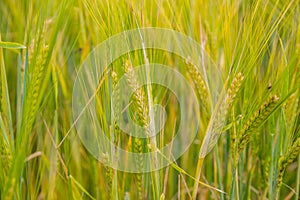Ears of barley in the field closeup photo