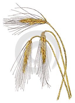 Ears of Barley Hordeum vulgare botanical drawing