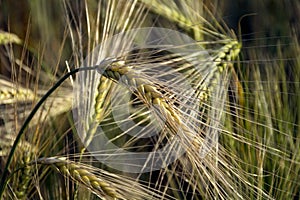 Ears of barley with long awns in a field